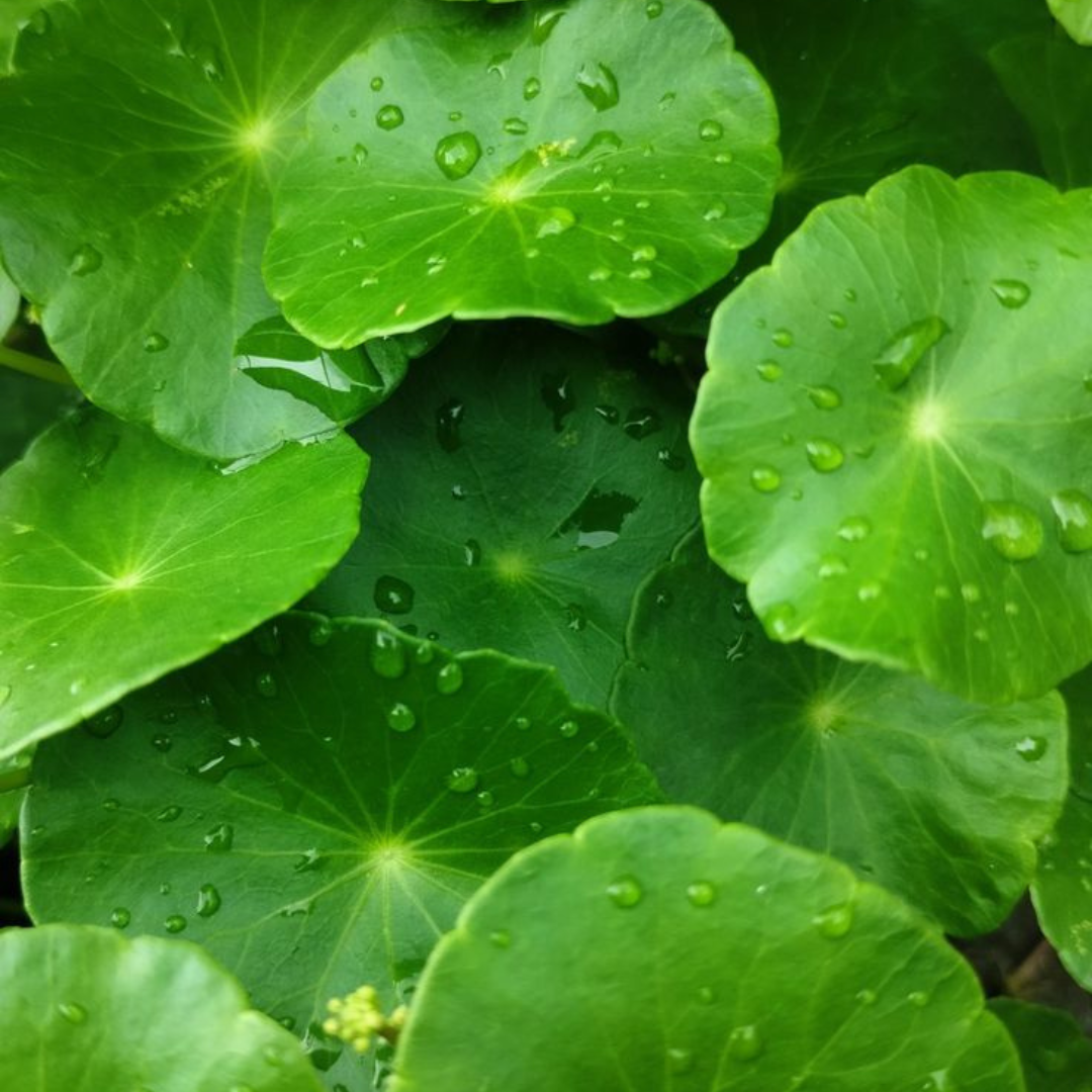 EXTRACTO DE CENTELLA ASIÁTICA