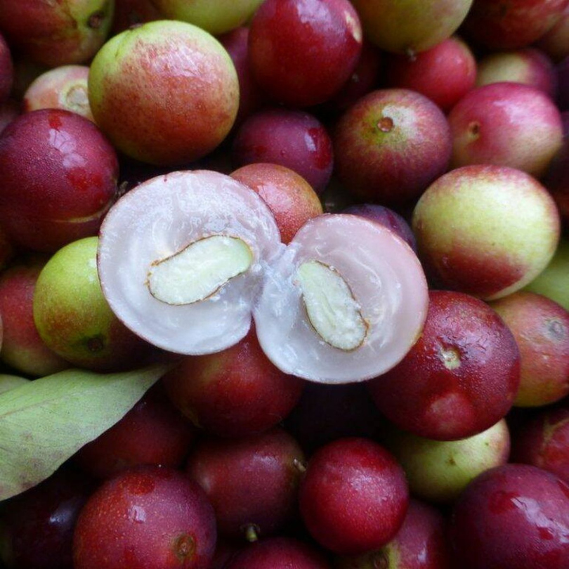EXTRACTO DE CAMU CAMU